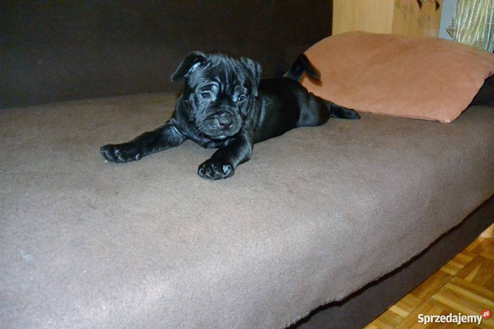 Staffordshire Bull Terrier Staffik Stafik Białystok