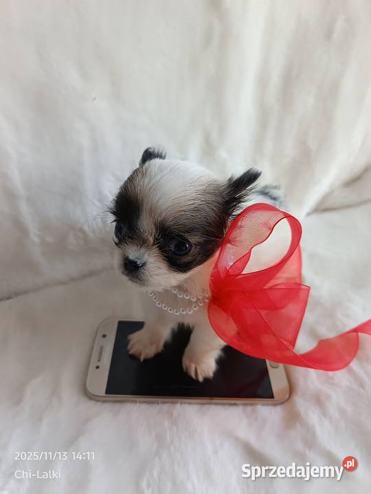 Chihuahua chłopiec samiec xxs dlugowlosy