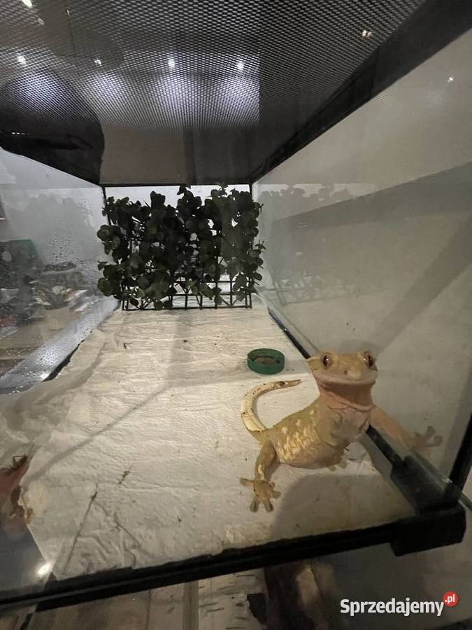 Gekon orzęsiony Grodzisk Mazowiecki