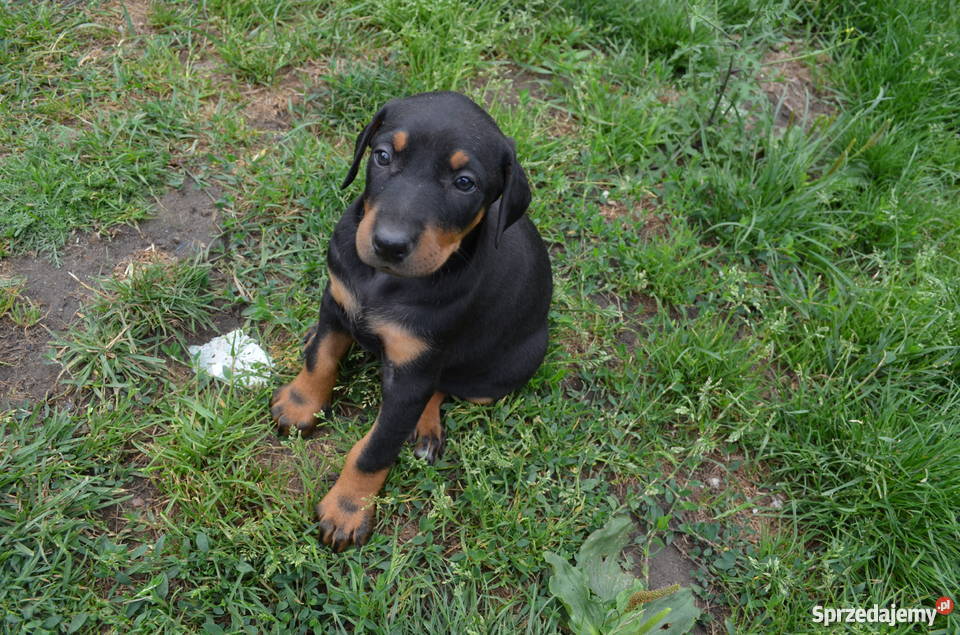 Sprzedam male dobermany Radom sprzedam