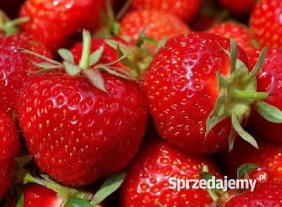 SADZONKI TRUSKAWEK RÓŻNE ODMIANY 1 negocjacja Kalisz