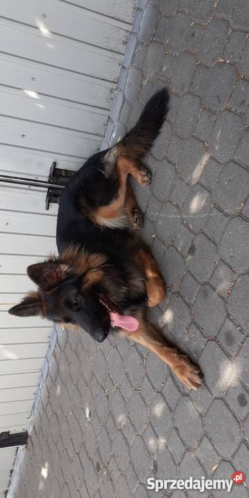 Suczka owczarka niemieckiego 11 miesięcy Chełm sprzedam