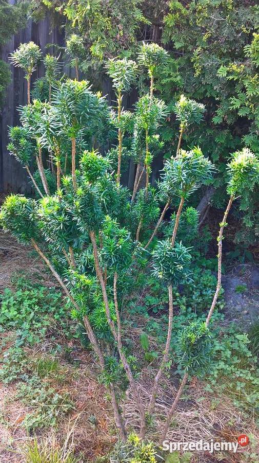 Bonsai Ogrodowe Cis Hicksii Mszczonów