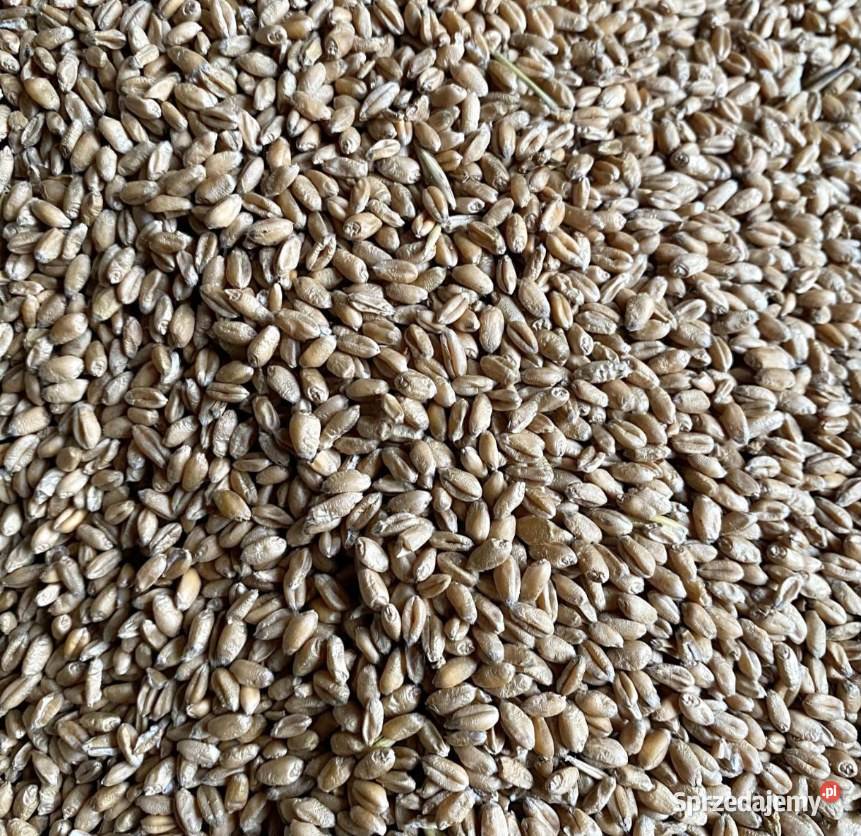 Pszenica paszowa Cieciułów sprzedam