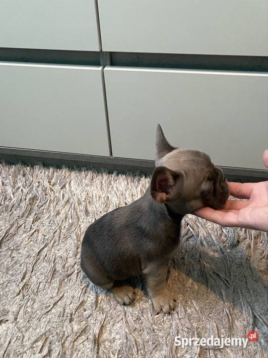 Buldogi Francuskie Zapraszamy