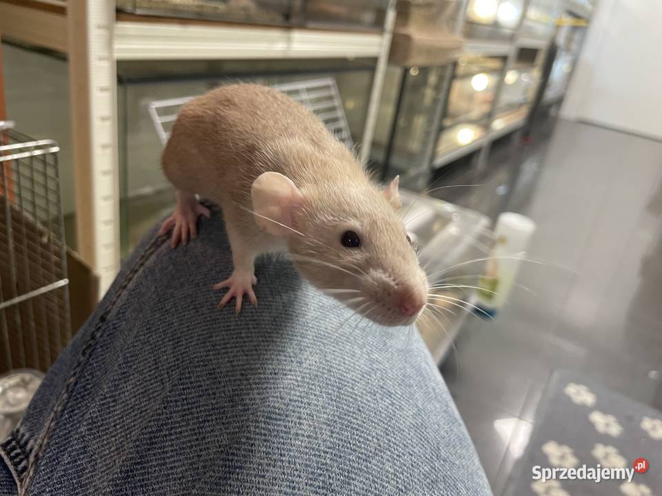 Szczury rasowe Gliwice