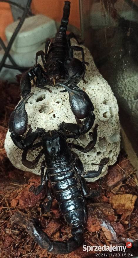 Heterometrus petersii skorpion łagodny