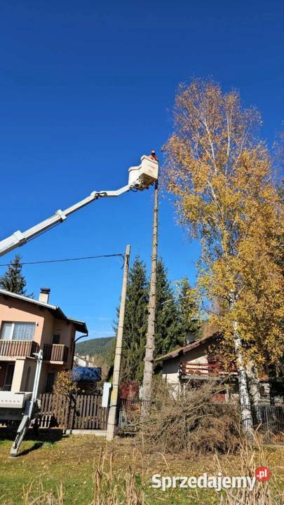 Wycinka drzew frezowanie pni karczowanie działek Bielsko-Biała