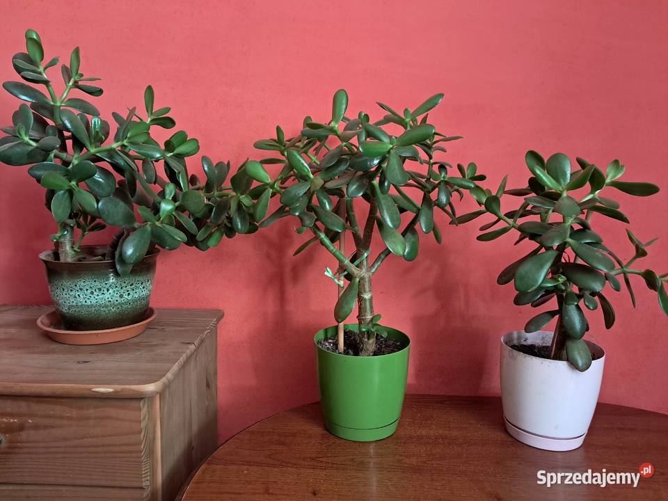 Grubosz drzewko szczęścia Bolestraszyce