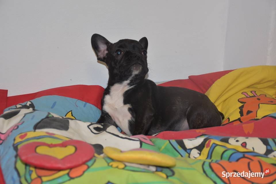 buldog francuski suczka niebieskapaszport