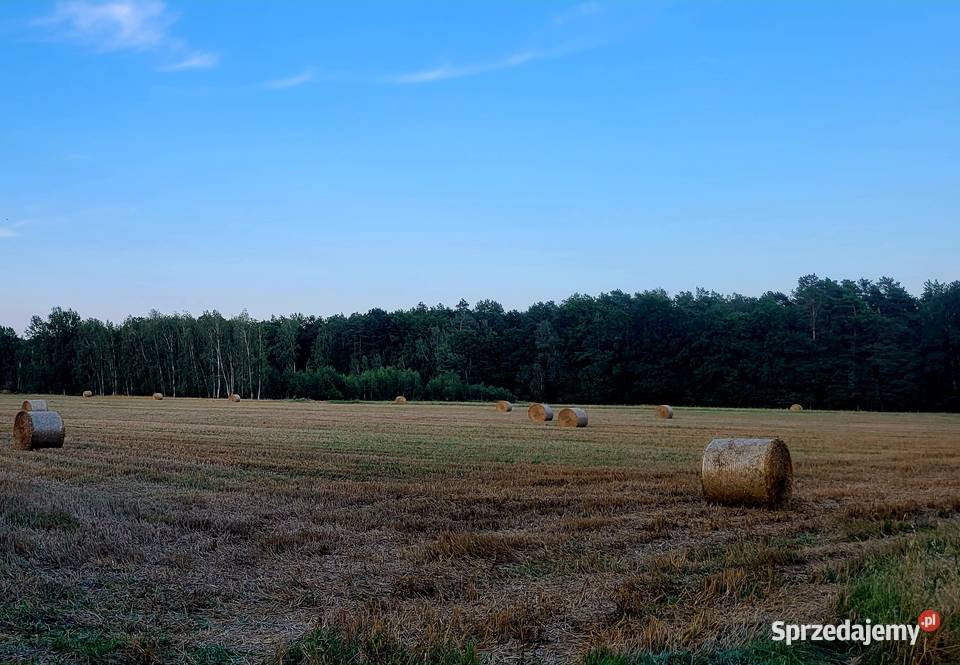 Słoma z pszenżyta suche mocne bele 120 siatka Międzyrzec Podlaski