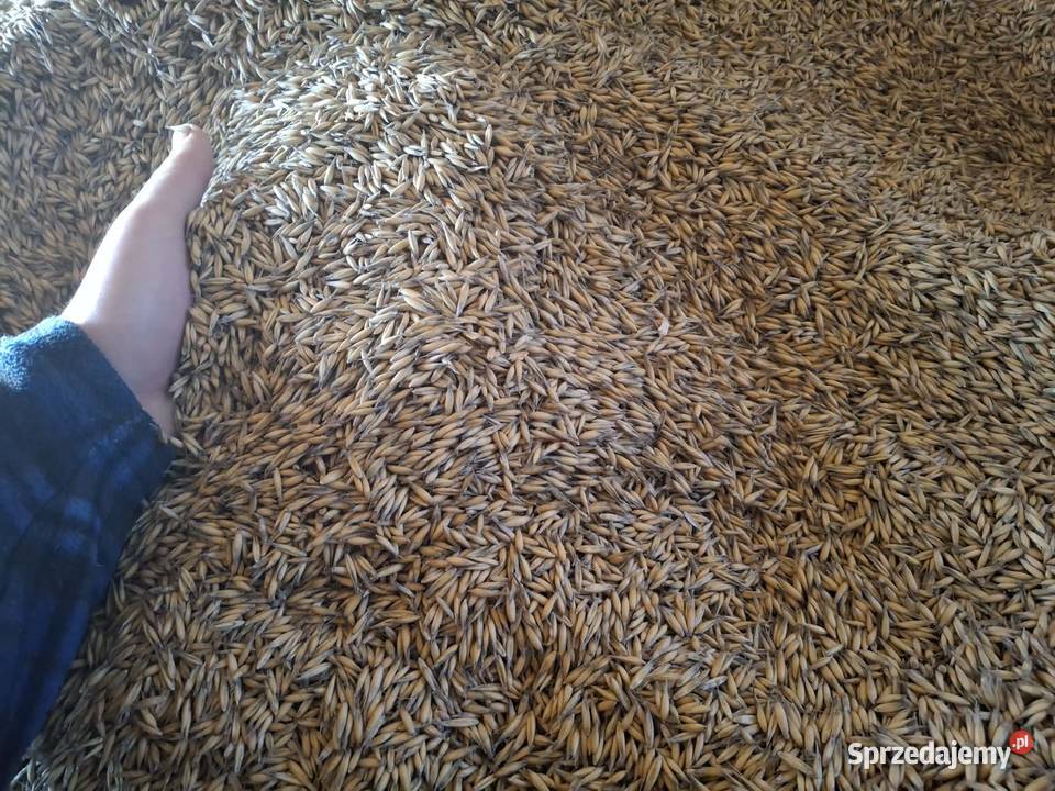 Sprzedam owies Dalików