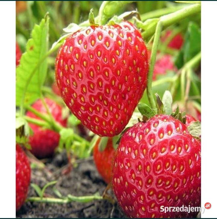 Buziaczki truskawek sprzedam Szymanów sprzedam