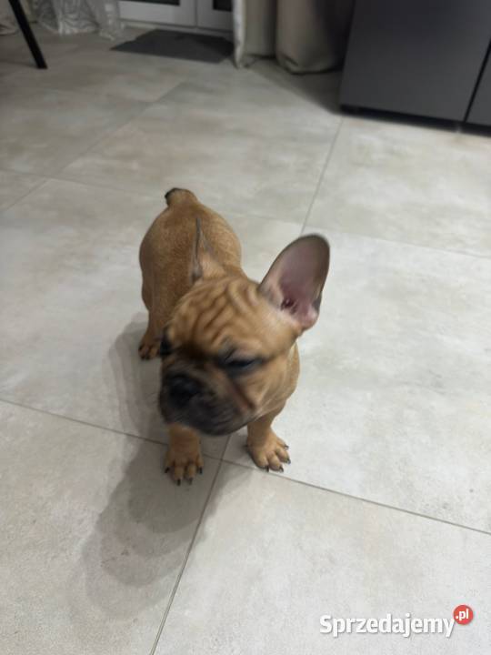 Buldog Francuski suczka BuFu Joko Kiełpino