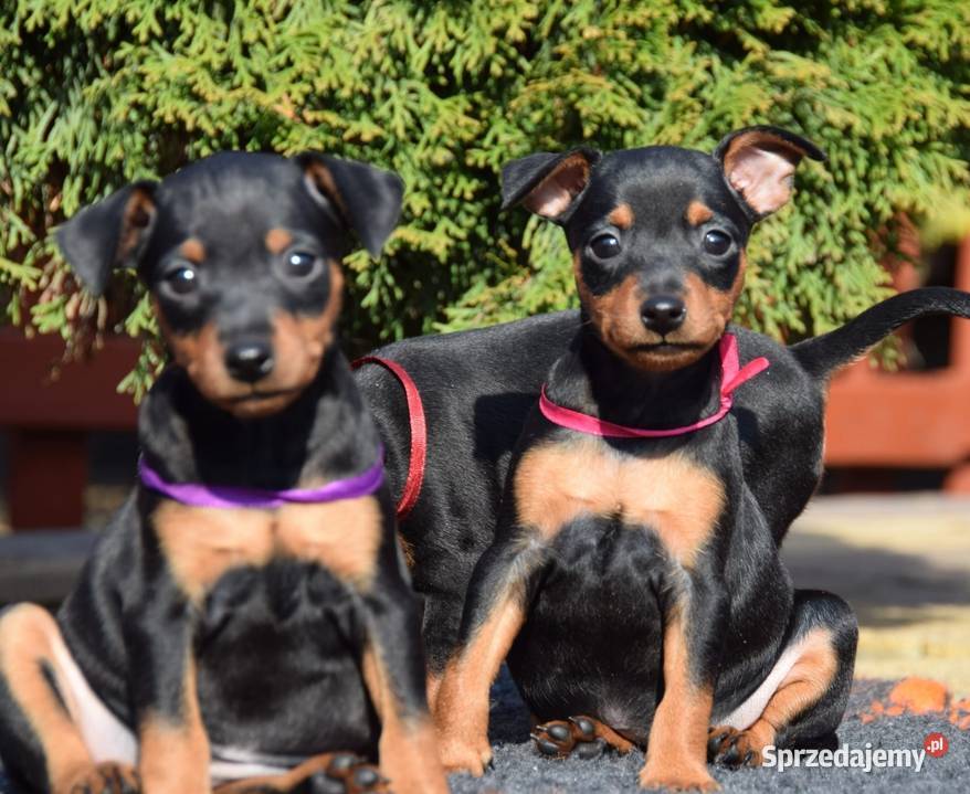 Pinczer miniaturowy szczenięta Zkwp Łochów sprzedam