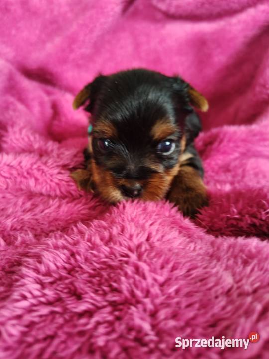 Piesek yorkshire terrier do rezerwacji Łążynek