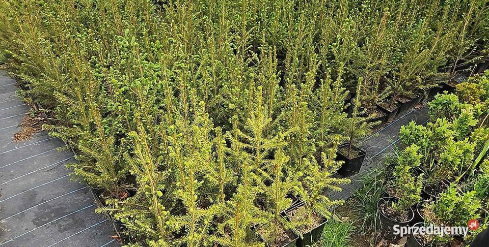 Świerk pospolity 20/40cm Picea Abies w doniczce