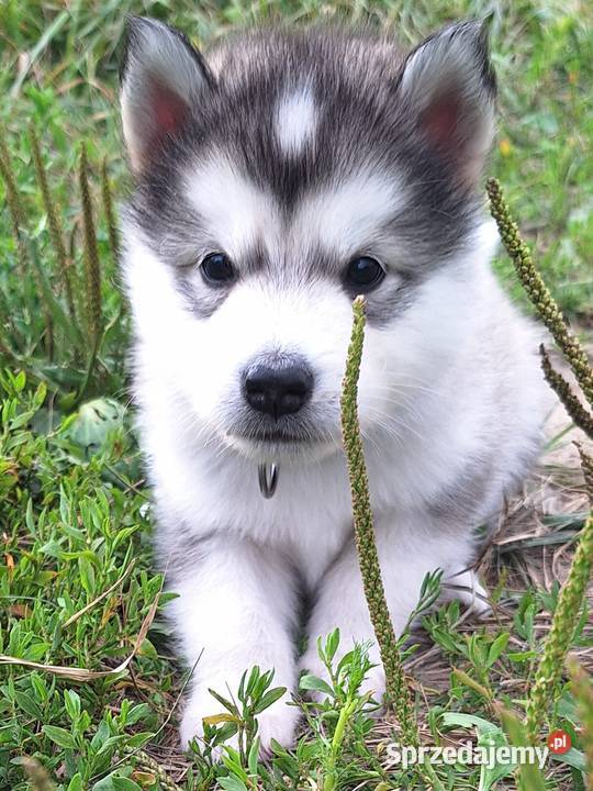 Alaskan Malamute FCI ZKwP Pozostałe Wieliczka