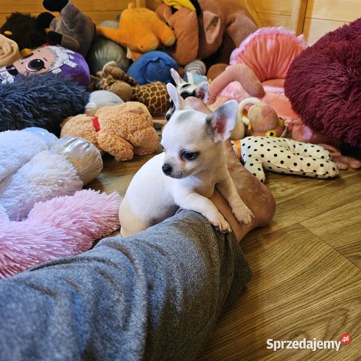 Chihuahua Exclusiv Rodowód FCI Pięknie Chłopcy Kołobrzeg sprzedam