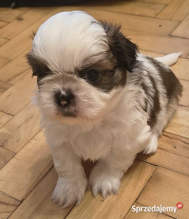 Szczenięta shih tzu z rodowodem Shih Tzu Zwoleń