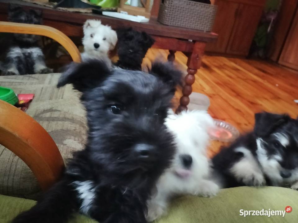 Sznaucer miniaturowy Złotoryja