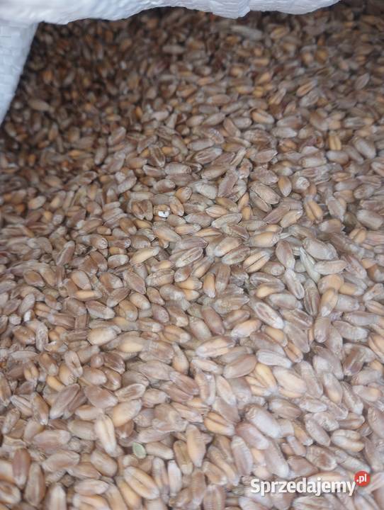 Pszenica jara siewna Zboża Dąbrowica