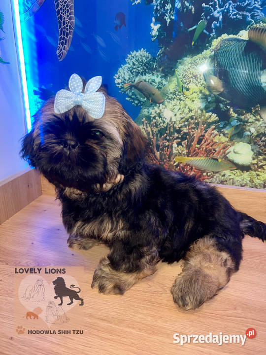 Cudowne maluchy shihtzu śląskie Piekary Śląskie