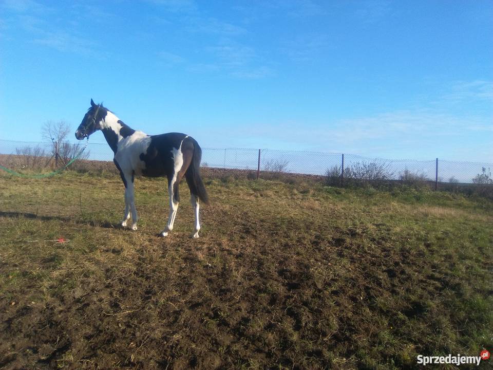 Koń ogierek rasa SP Sitno