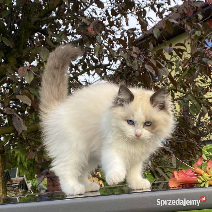 Kocurek Ragdoll gotowy do przeprowadzki śląskie Tychy