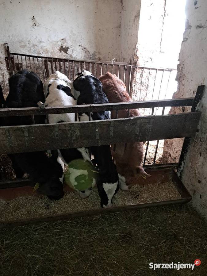 Cielaki jałówki byczki żeruny Skórcz