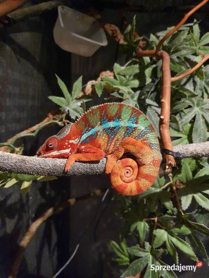 kameleon lamparci ambilobe red bar