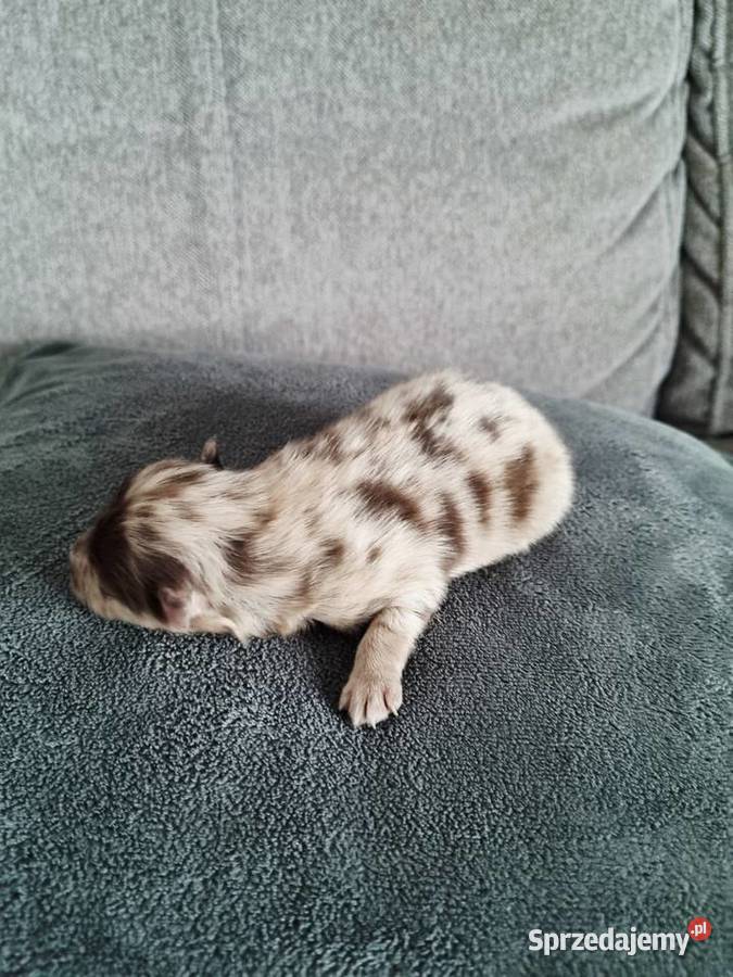 Szpic miniaturowy szczenięta wielkopolskie