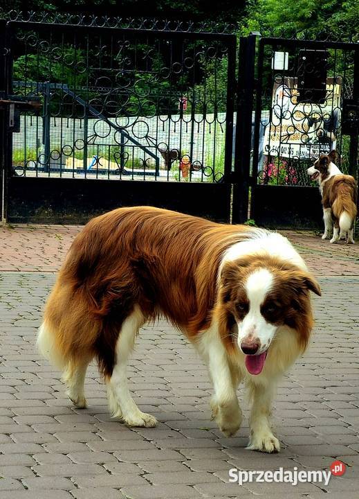 Border collie reproduktor krycia czekoladowy mazowieckie Radom
