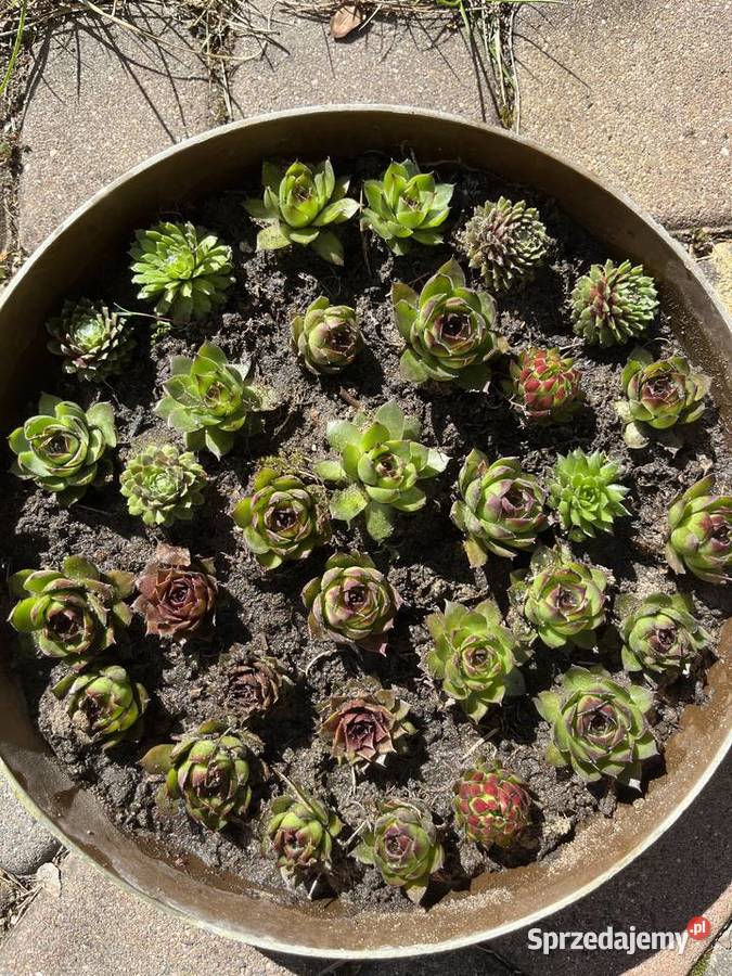 małe rojniki na skalniaki Katowice