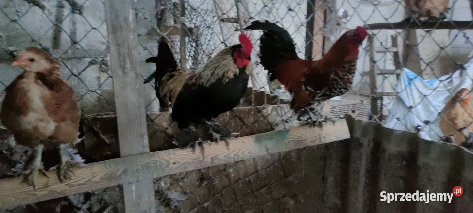 Sprzedam koguuty