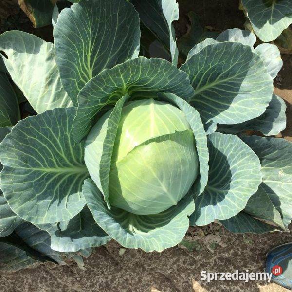 Kapusta strukta biała na kiszenie ok 60 ton Turobowice