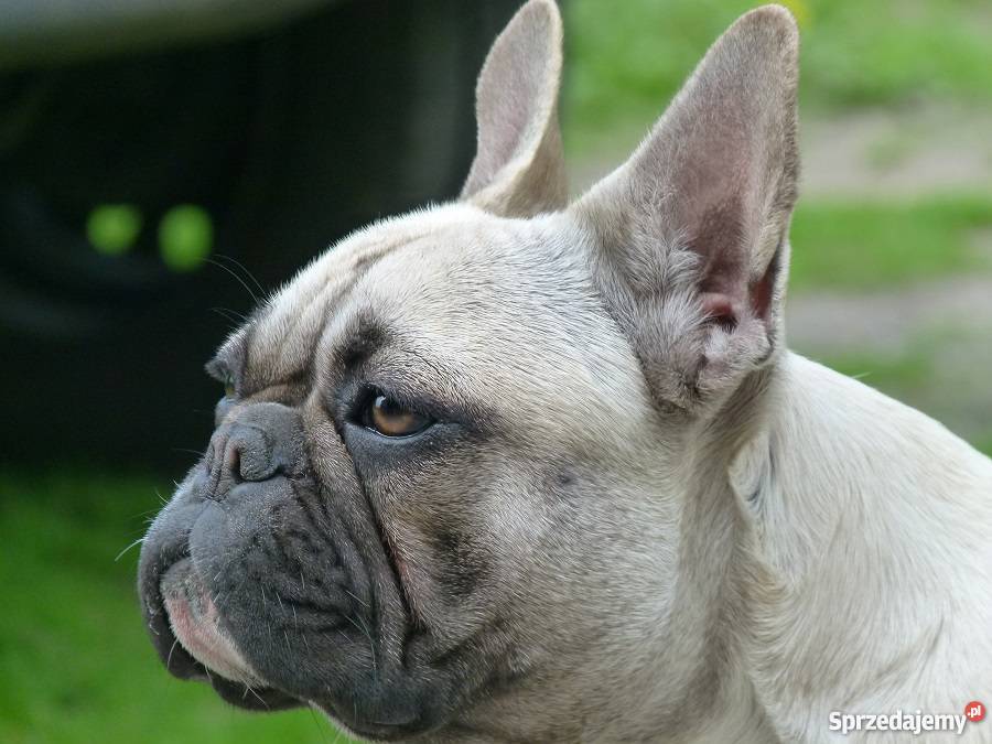 buldog francuski szczenięta ZACHODNIOPOMORSKIE Stargard Szczeciński