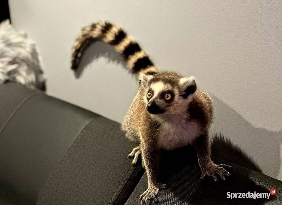Oswojone Lemury Katta łac Lemur Catta piękne Katowice