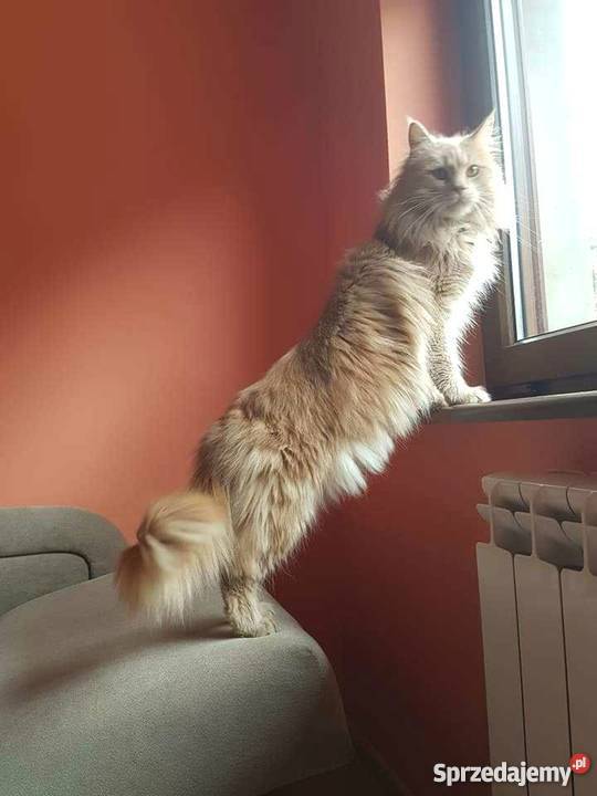 Maine Coon Krotoszyn