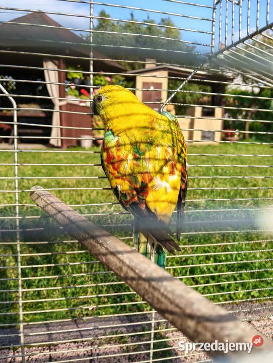 Świergoty para lęgowa piękne kolory świętokrzyskie Brzeziny
