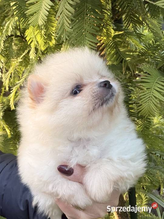 Szpic miniaturowy Pomeranian lubuskie sprzedam