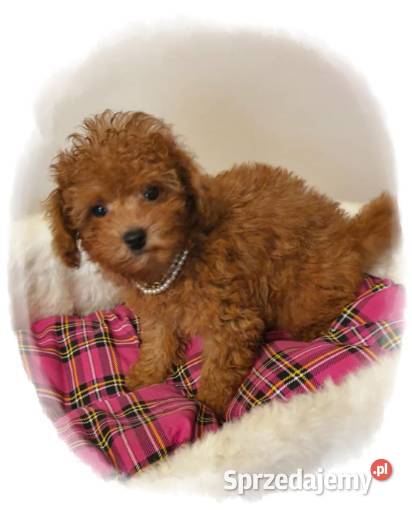 Malutki pudelek red Teddy 100 Toy Częstochowa