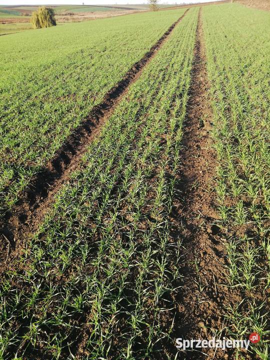 Sprzedam siewnik poznaniak Werbkowice