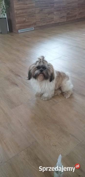 Piekny pies shihtzu Mszana Dolna