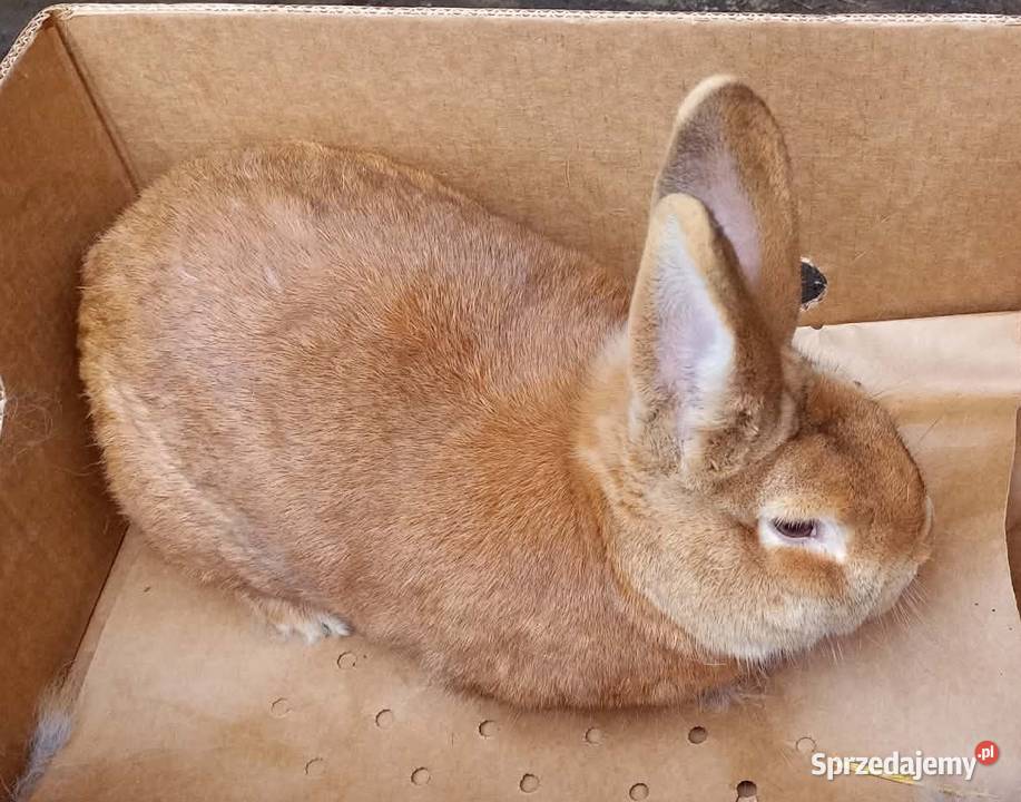 Królik dorosły samiec Dębicze