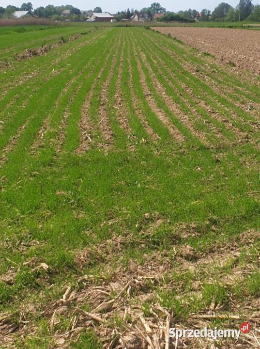 Siewnik bezorkowy nieuszkodzony małopolskie Dziewin