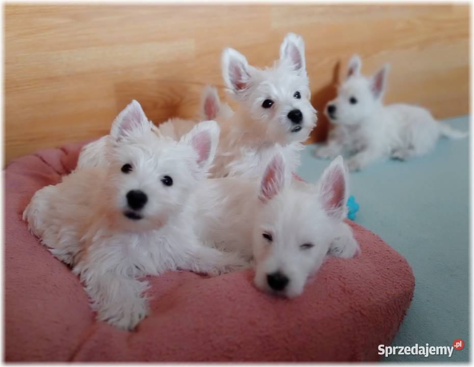 West Highland White Terrier ZKwP FCI suczka Częstochowa