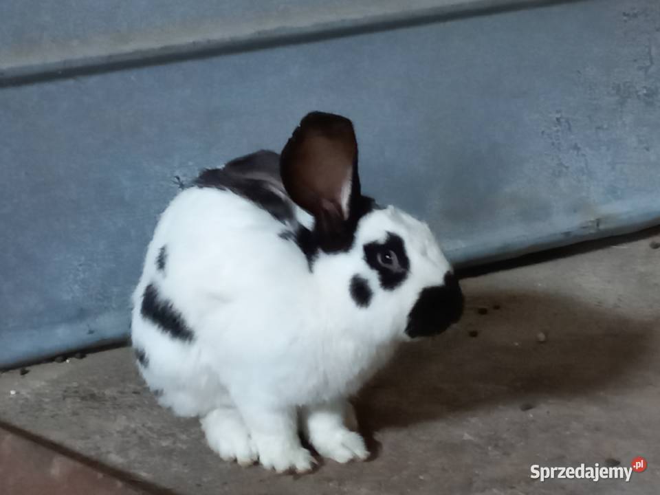 KRÓLIKI sprzedam SŁOBODA gm Raczki