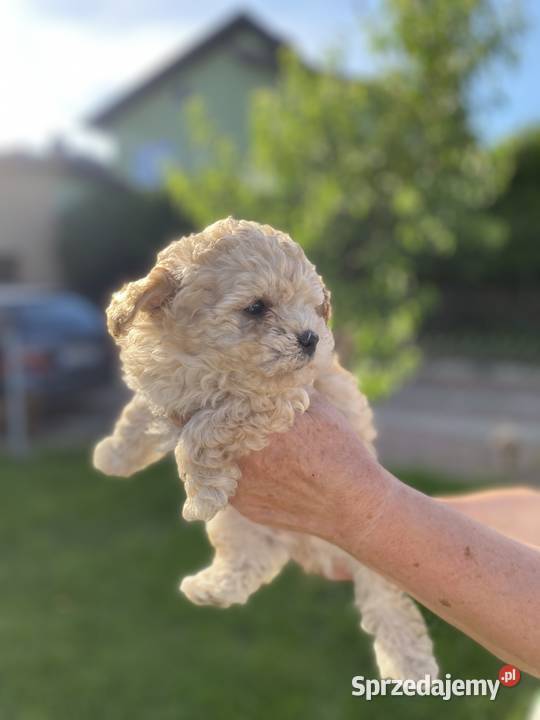 Piękny piesek Maltipoo Warszawa