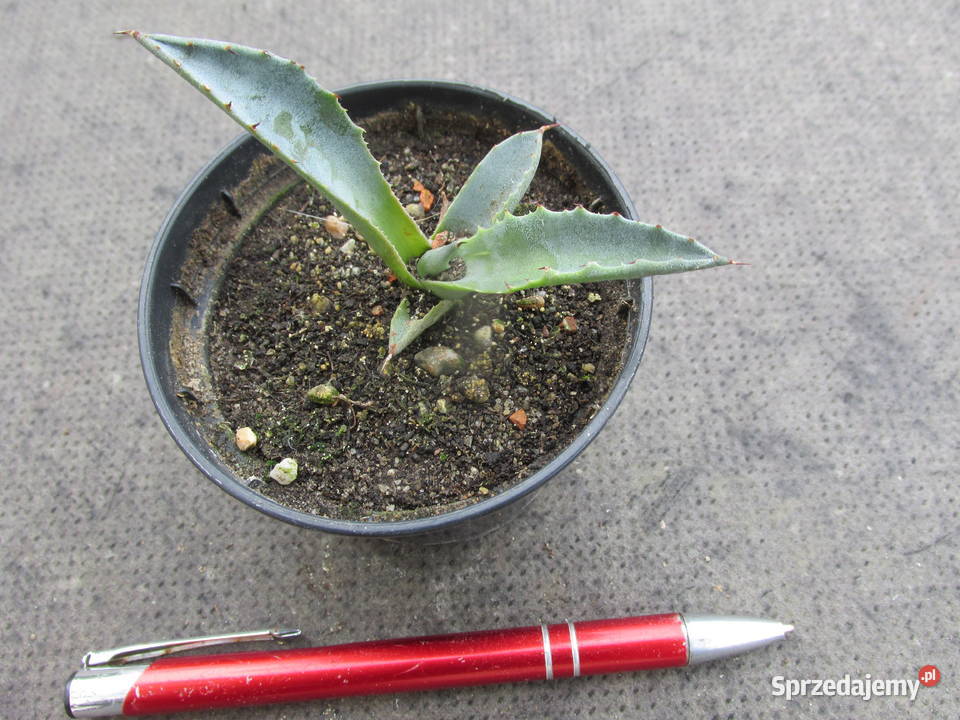 Mrozoodporna agawa do 12C Agave deserti sadzonka Kraków